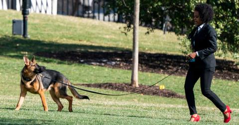 joe biden watched his dog attack secret service agents leaked document
