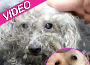 //fiona rescue dog blind youtube