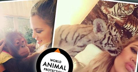 Khloe Kardashian Criticized By Animal Rights Activists For Tiger Instagram In Dubai