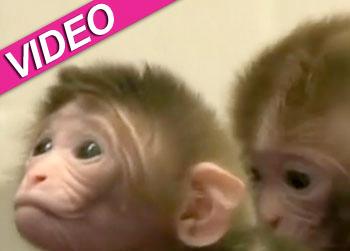 //chimeric monkey video reuters