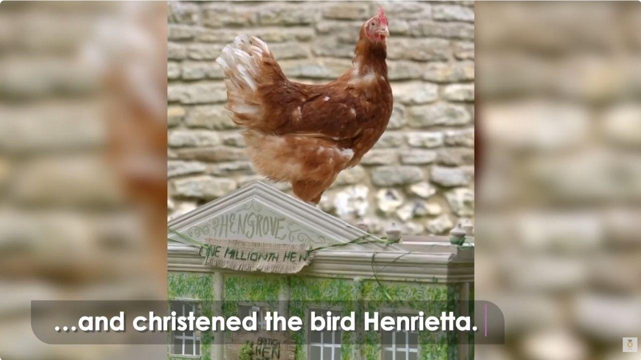 Photo of Henrietta the one-millionth bird