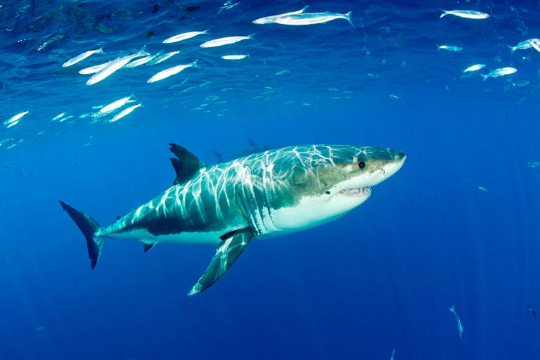 EXPOSED! Top 10 Most Gruesome Shark Attacks — Savaged Organs, Missing ...