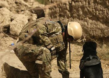 //dogs ptsd suffer war getty