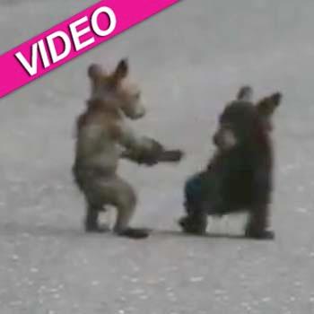 //wrestling bear cubs yosemite video