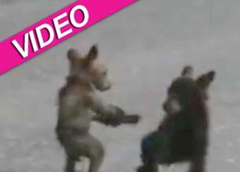 //wrestling bear cubs yosemite video