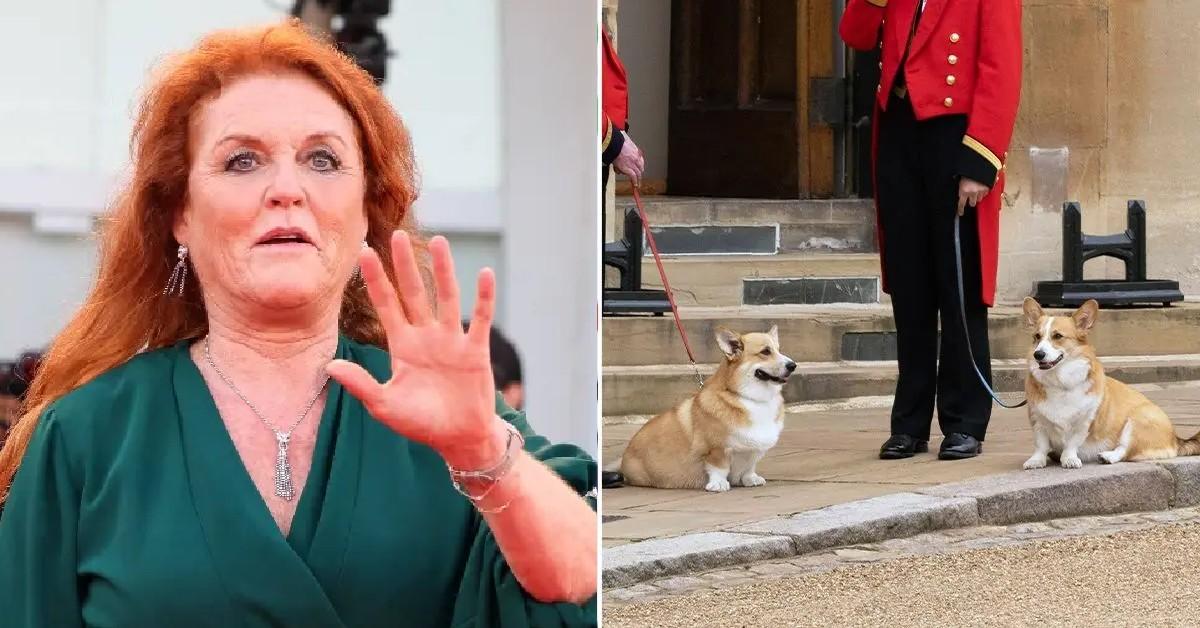 sarahferguson corgis pp