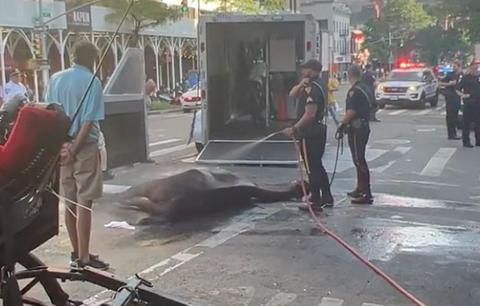 manhattan carriage horse collapses heat exhaustion