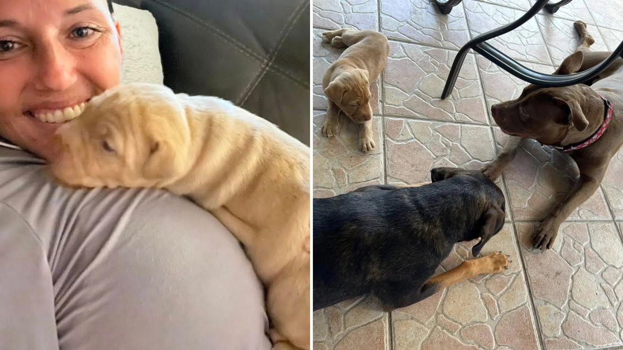 Malia Nummerdor has been called a 'bad dog parent' in the past.