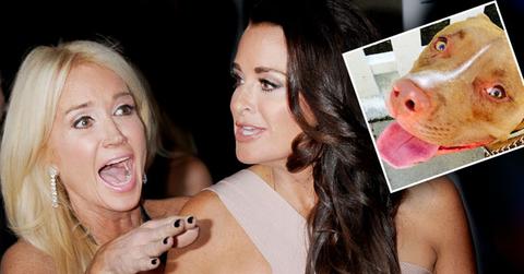 Kim Richards Kyle Richards Former Stylist Sues Pit Bull Attack