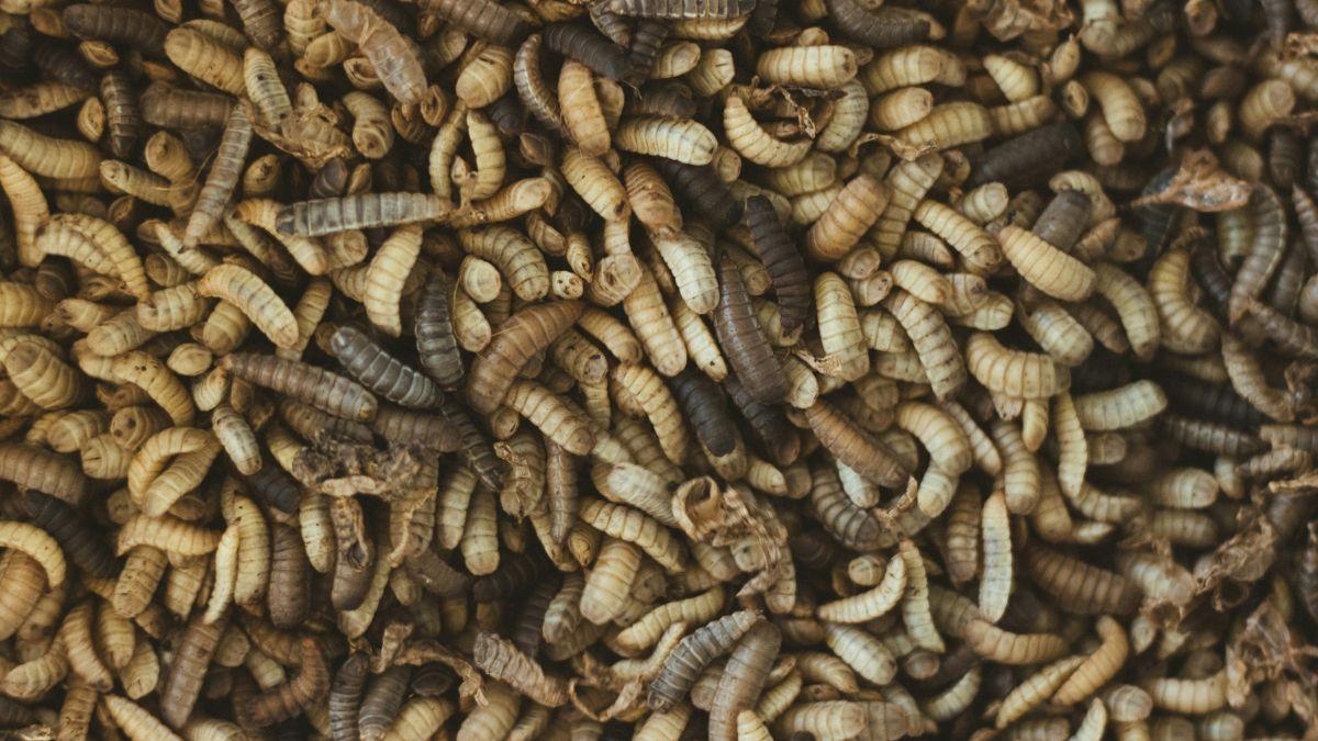  Brooke Rollins said a New World screwworm infestation was detected in a three-week-old calf near La Pryor, Texas.