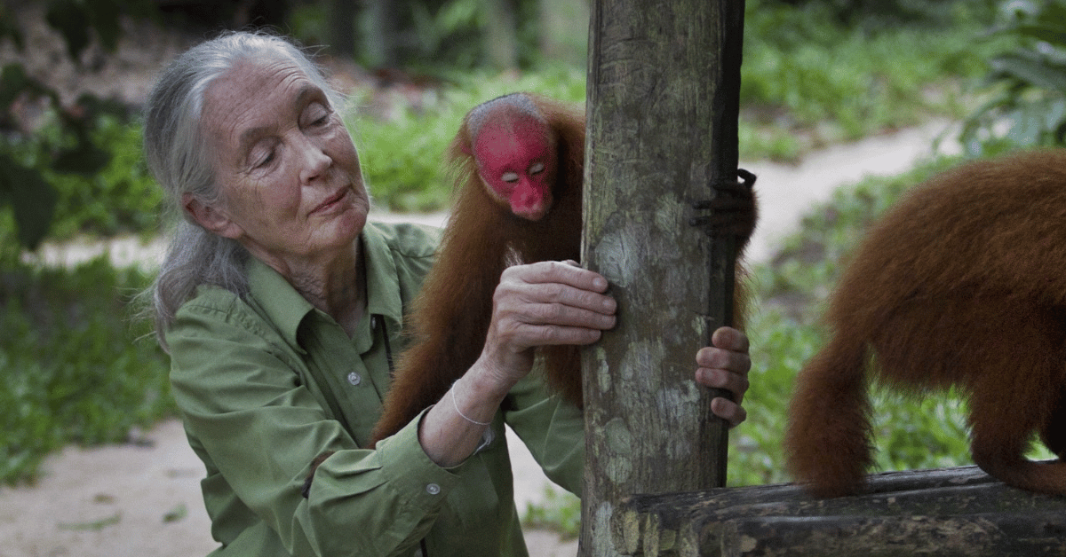 Photo of Jane Goodall