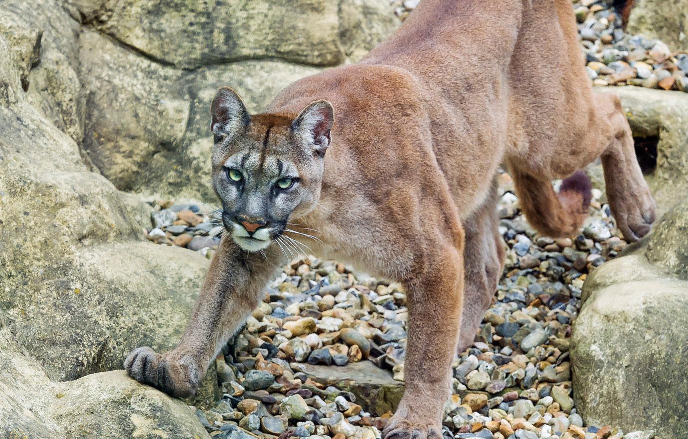 Mountain Lion Attack Kills Cyclist