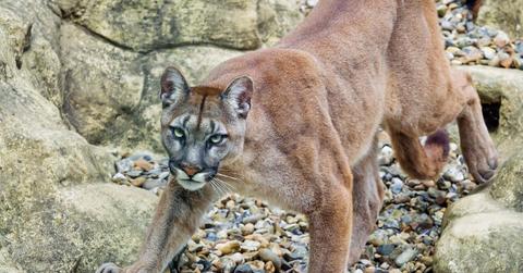 Mountain Lion Attack Kills Cyclist