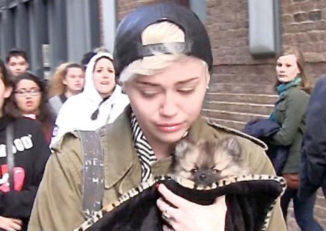 //miley cyrus crying puppy moonie