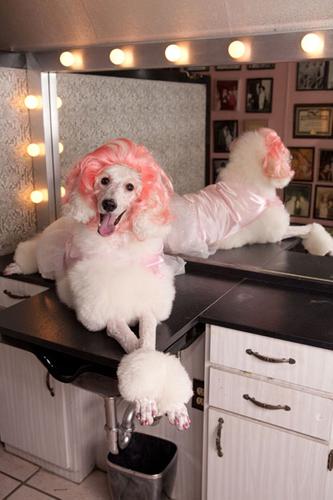 Check Out The Variety Of Wigs For The Fashion-Conscious Canine