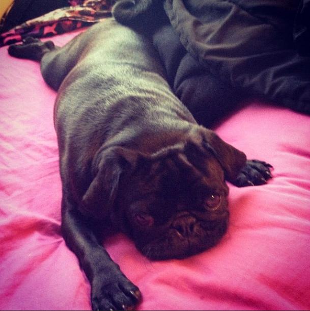 //chelsea houska_pug_