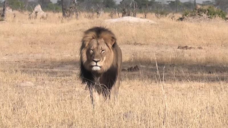 //american dentist publicist killing african lion pp