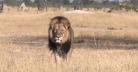 //american dentist publicist killing african lion pp