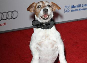 //uggie dog the artist wenn