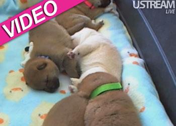 //shiba inu puppy cam