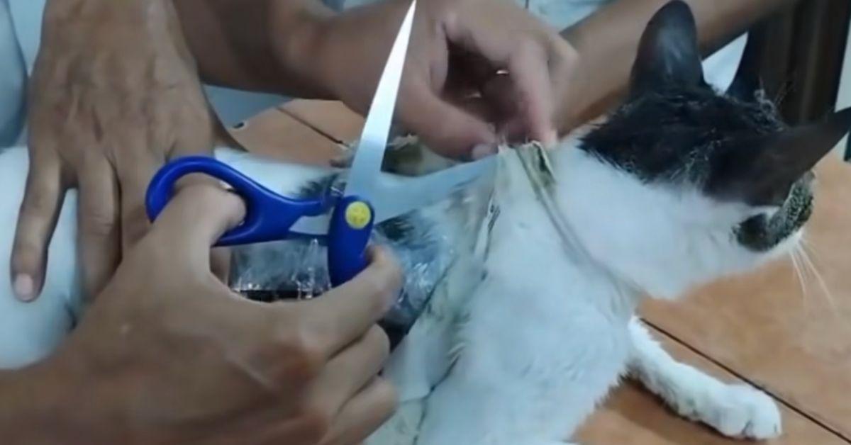 cat drugs jail