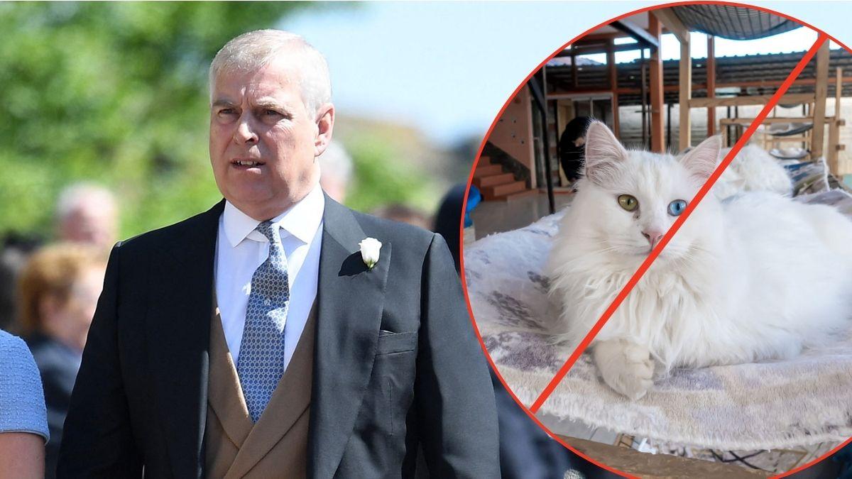 Photo of Andrew Windsor and a cat