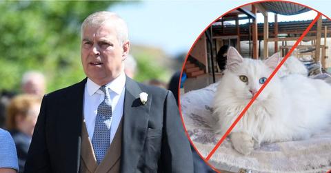 Photo of Andrew Windsor and a cat