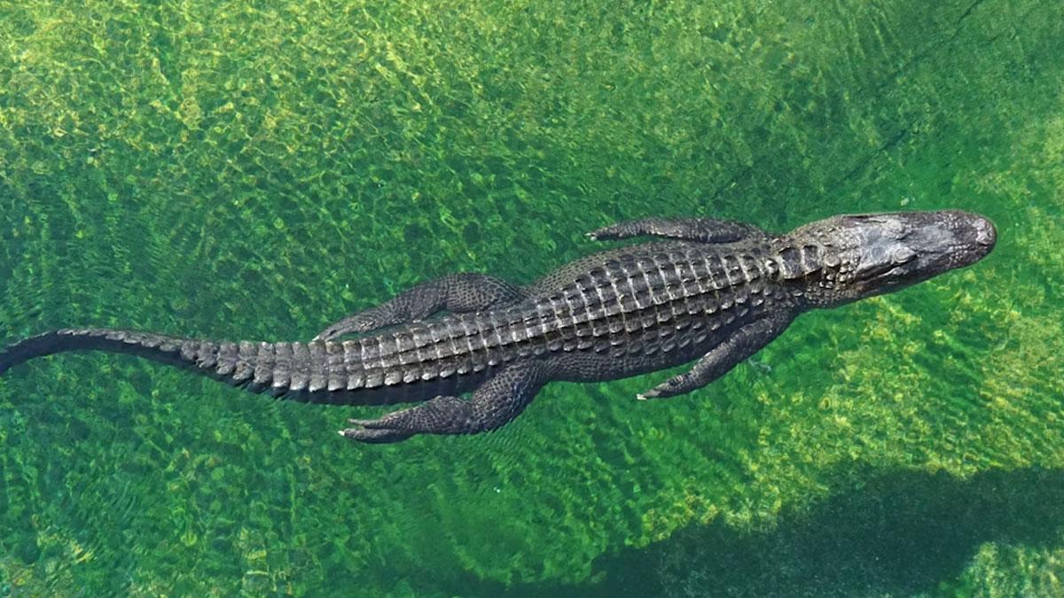 A photo of a crocodile