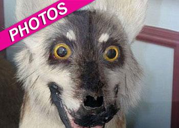 //taxidermy gone wrong