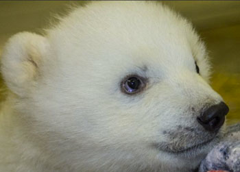 //baby polar bear needs home john gomesalaska zoo photo