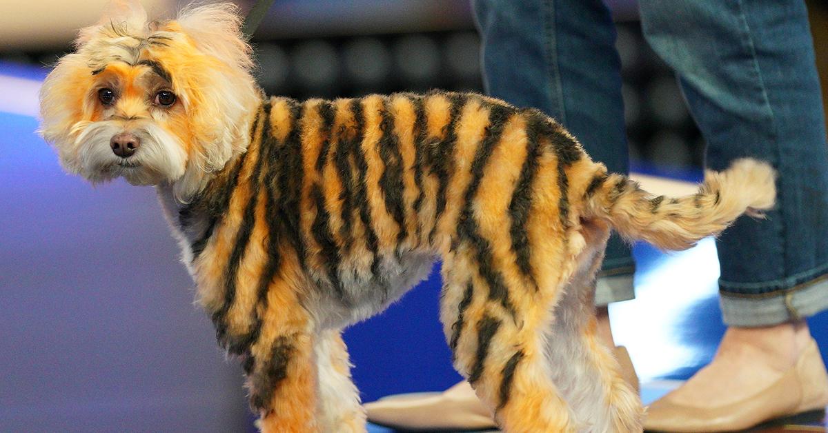 Dog morphed into tiger on Pooch Perfect