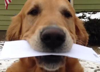 //pp_postmandog_youtube