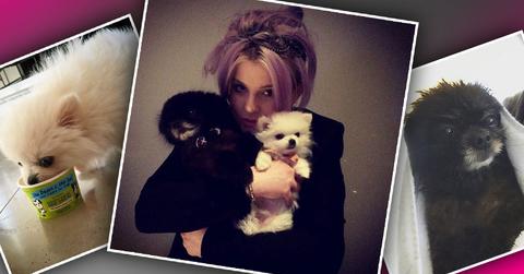 Kelly Osbourne Slammed Animal Rights Dogs Mom Sharon Osbourne Rescued