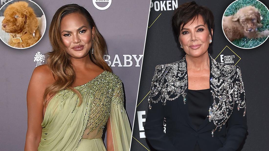Fans Slam Pet Rescue After Chrissy Teigen & Kris Jenner Adopt Puppies(02)