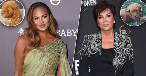 Fans Slam Pet Rescue After Chrissy Teigen & Kris Jenner Adopt Puppies