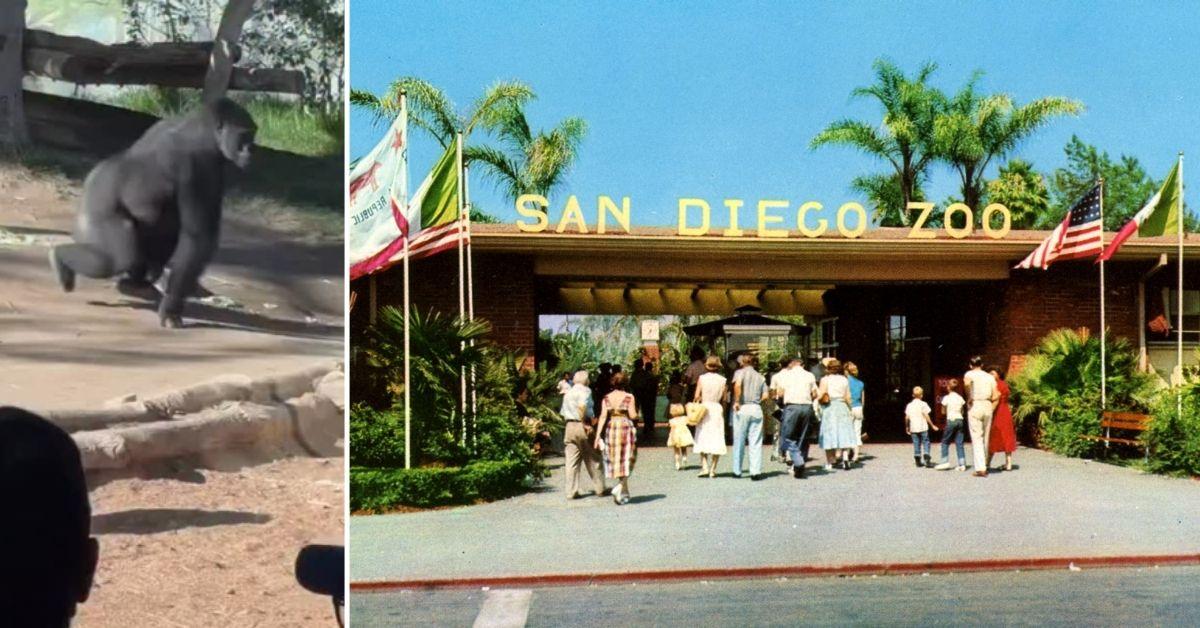 Denny the Gorilla, San Diego Zoo