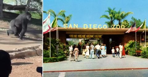 Denny the Gorilla, San Diego Zoo