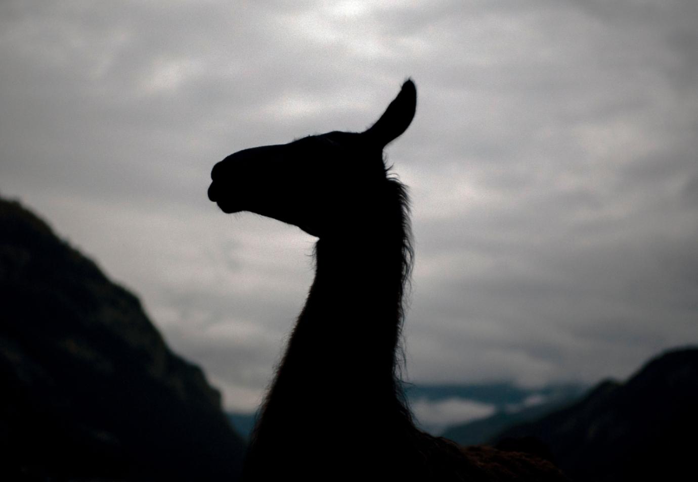 A male llama painted a shadow in the late day sun.