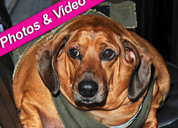 //obie fat dachshund today