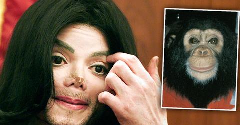 Michael Jackson's Chimp Bubbles Tried To Kill Himself Abused