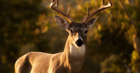 Man Accused Of Stealing Bus, Put Dead Deer In Back For 'Fertilizer'
