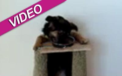 //bella dog eating standing up