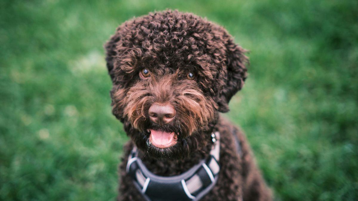 Photo of a lagotto romagnolo