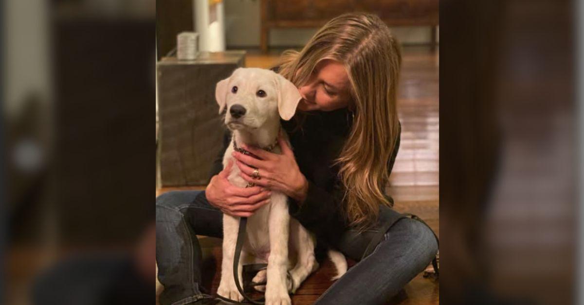 Jennifer Aniston And Boyfriend Jim Curtis Plan To Adopt Pooch Together
