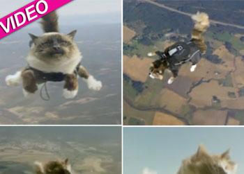//skydiving cats