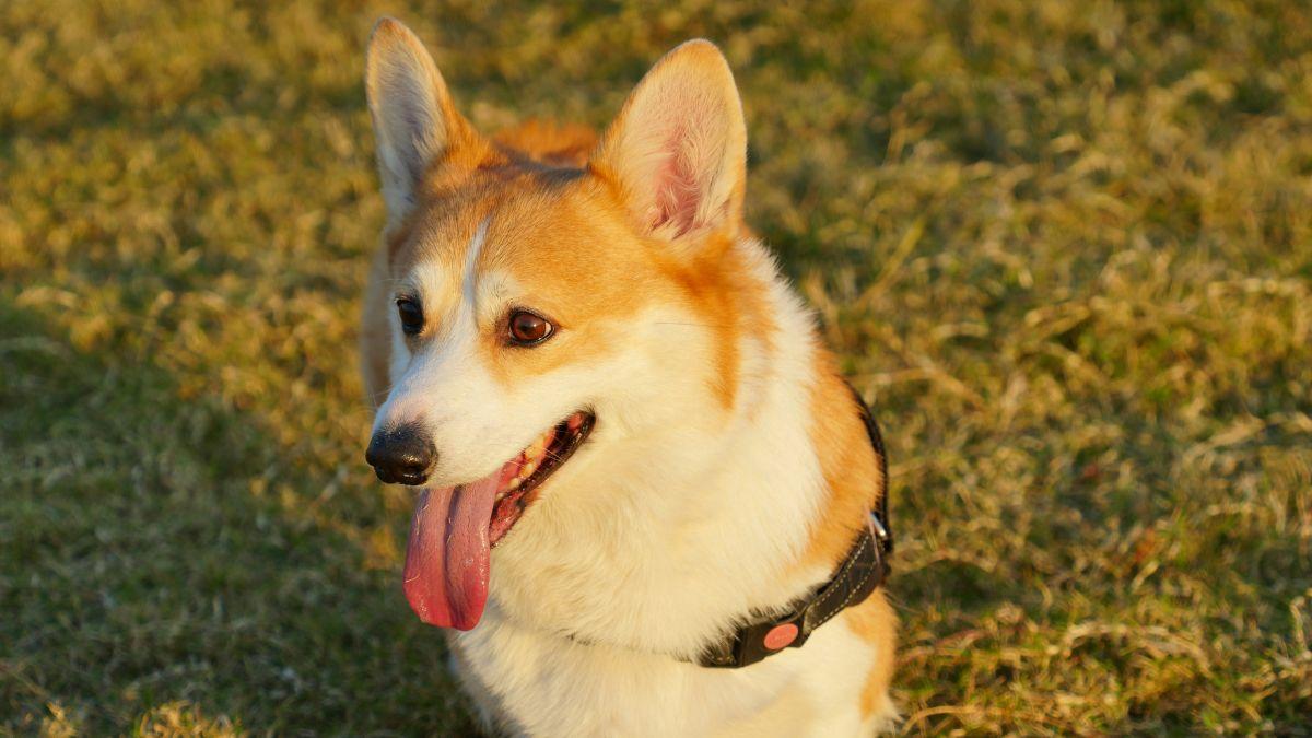 Photo of a corgi