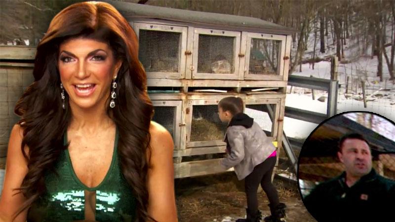 //teresa giudice chickens