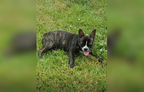 Jenelle Evans Dog Killed Briana DeJesus