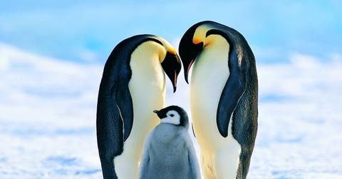 Gay Penguin Couple Kidnaps Chick