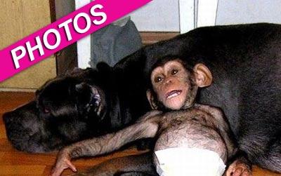 //mastiff dog adopts chimpanzee zuma
